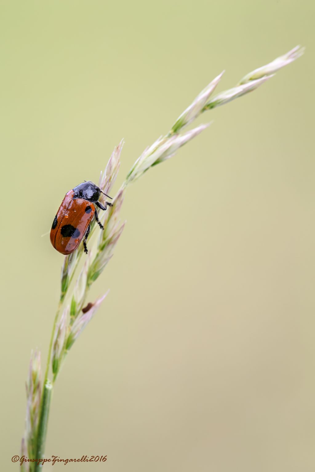 Clytra laeviuscula, Chrysomelidae